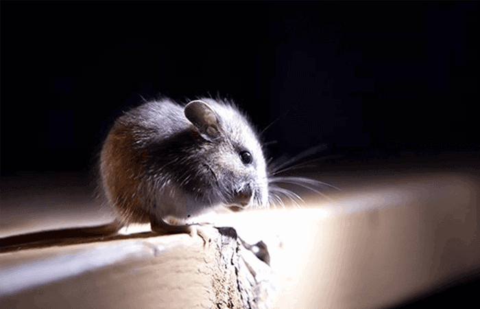 Rat Pest Control