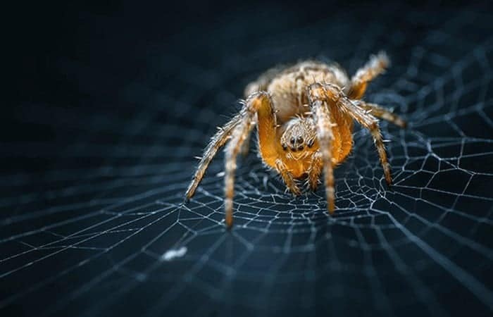 Spider Removal Service - Melbourne Pest Control