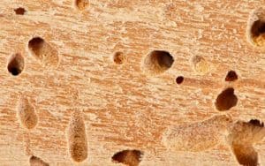 Several termite holes seen up close on a piece of wood