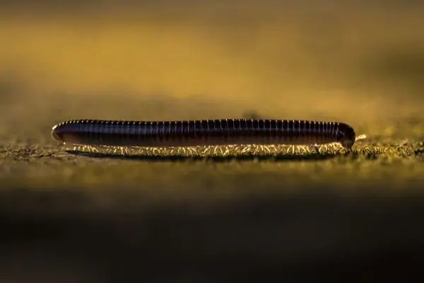 Millipedes