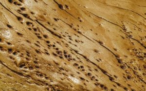 A wooden board with a surface covered in termite holes