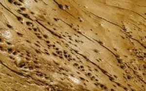 A wooden board with a surface covered in termite holes