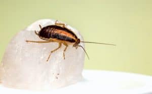 A brown cockroach crawling on food served on a white plate
