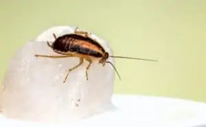 A brown cockroach crawling on food served on a white plate