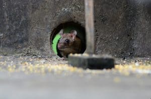 A mouse coming out of its hole, surrounded by yellow and white crumbs