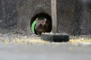 A mouse coming out of its hole, surrounded by yellow and white crumbs