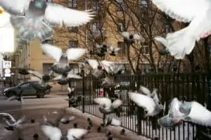 A flock of pigeons gathering near a park and a street