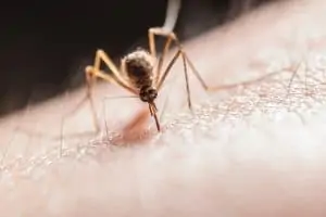 A close-up of a mosquito biting a human skin