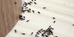 A trail of winged ants swarming all over a corner of the floor in a home.