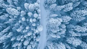 Aerial photo of snow-covered trees.