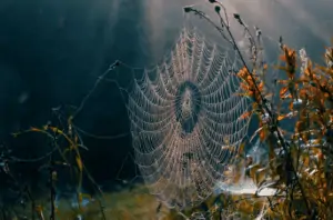 A spiderweb on dry plants