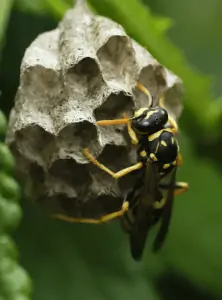 A wasp building its nest.
