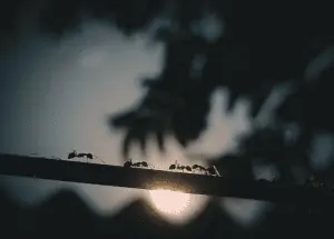 A silhouette of a trail of ants walking on a horizontal wire.