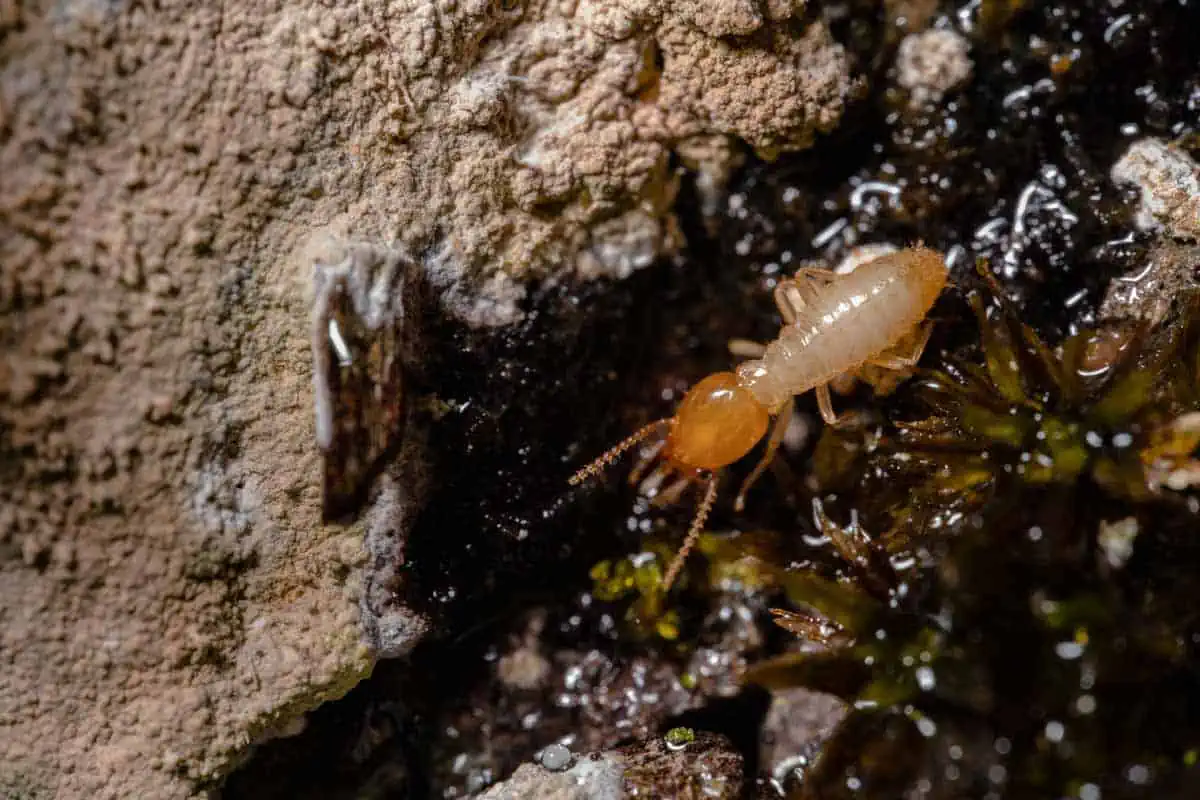 A Close Up Shot of a Termite