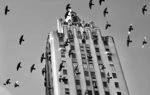 Black and White Photo of Pigeons Flying Around a Skyscraper