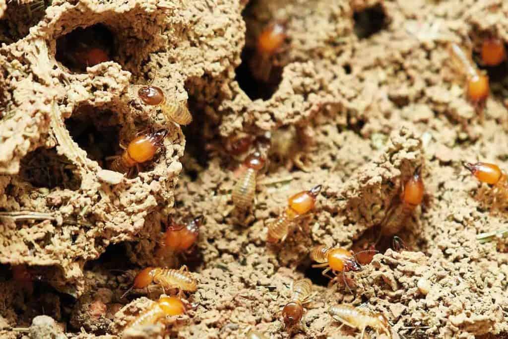 Termites in their nest