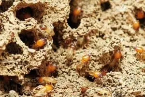 Termites in their nest