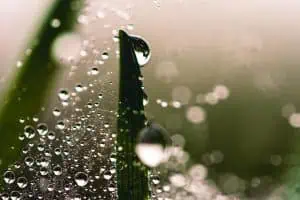 Green Leaf with Water Droplets