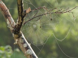 Spider Web on A Tree Branch