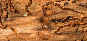 Termites Inside the Wood