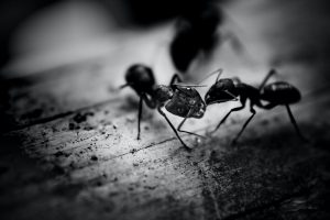 Two Ants in Black and White Photo