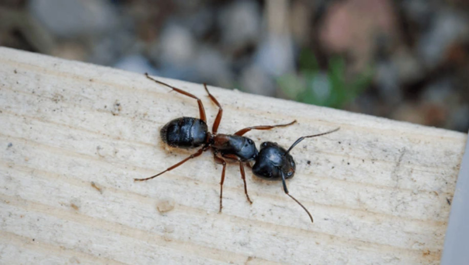 Ant removal melbourne