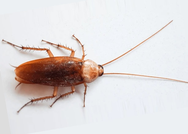 Cockroach removal Melbourne