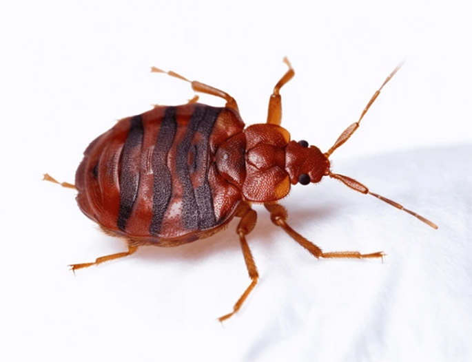 Bed bug removal melbourne